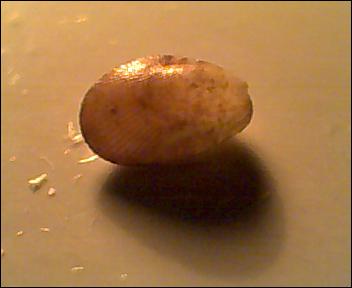 Id. Bivalve